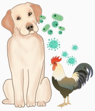 Decorative image for hot topics with a dog and rooster