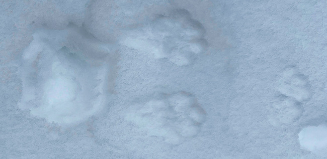 Snowshoe hare track in deep snow. Photo by Jocelyn Hubbell.