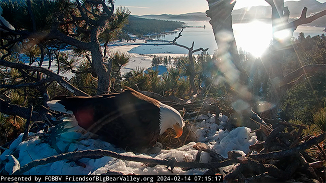 Bald Eagle checking eggs on nest at Big Bear Valley, CA. Photo and video used by permission of the Friends of Big Bear Valley.