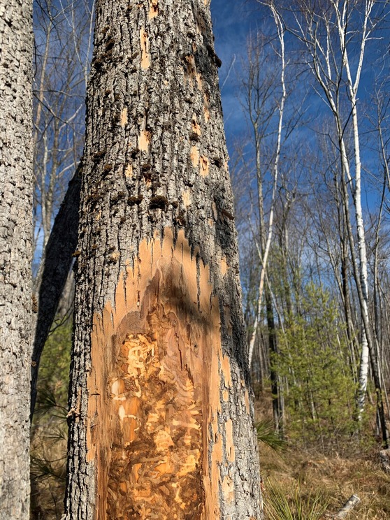 Ash tree with blonding and emerald ash borer galleries. Image: MFS
