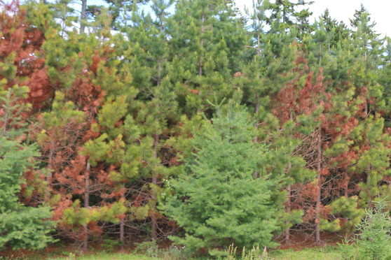 Red pine impacted by red pine scale