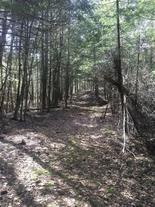 Carlson Woods trail