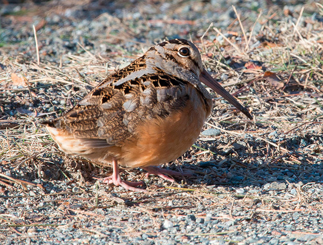 Nature Note 158: Sky Dance of the Timberdoodle - American Woodcock