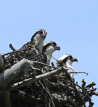 Three osprey in a nest at Wolfe's Neck Woods State Park. Photo by Jim Knox.