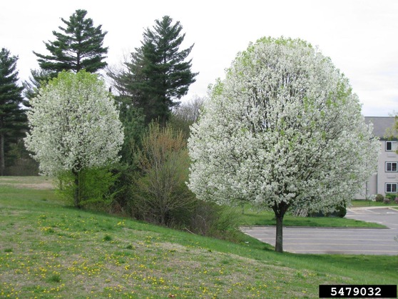 bradford pear