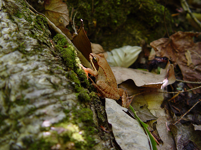 Wood frog photo courtesy of the Maine Natural Areas Program.
