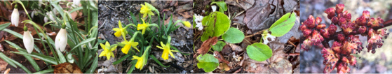 Flowers in bloom now: Snowdrops, Daffodils, Trailing Arbutus, and Red Maple.