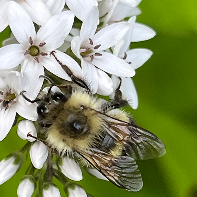 Honeybee on a flower.