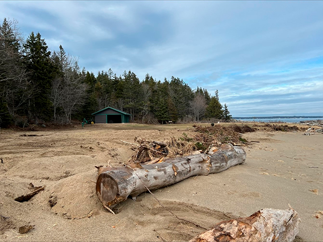 Natural debri fromthe storm being used to protect the dunes at Reid State Park.