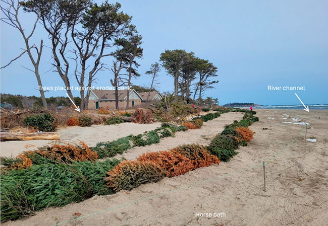 Dune restoration photo 1; Popham Beach State Park.