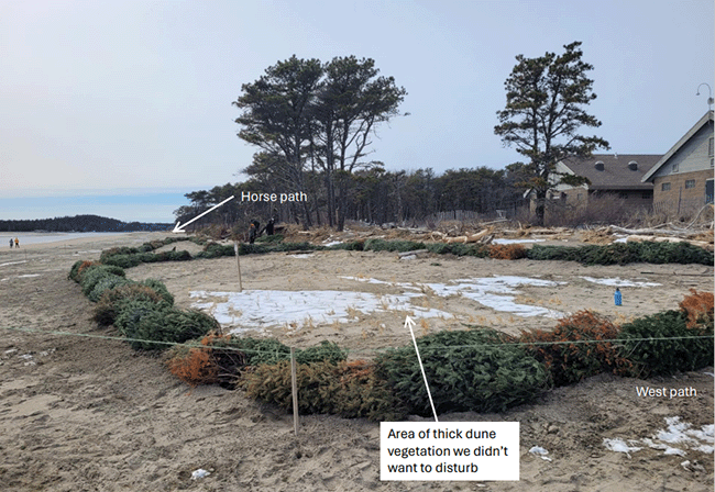 Popham Beach Dune Restoration work. Photo 2.