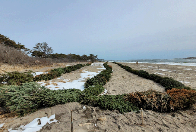 Popham Beach dune restoration photo 3.