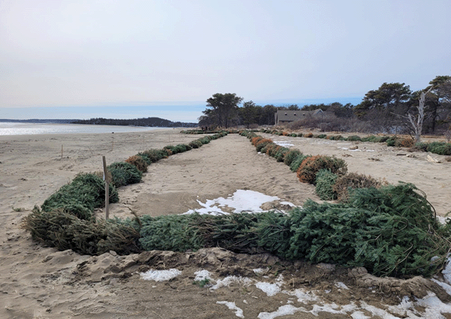 Dune restoration photo 4. Popham Beach State Park.