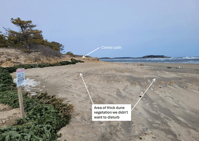 Dune restoration at Popham Beach State Park, photo 5.