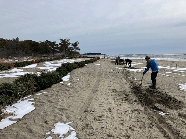 Digging trenches during the dune restoration at Popham Beach.