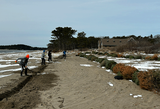 Digging trenches view two. Popham Beach dune restoration project.