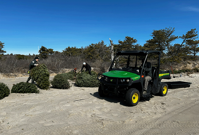 UTVs haul trees to the trenches.