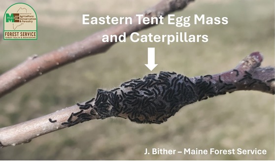 Eastern tent caterpillar egg mass and hatchlings on an apple twig