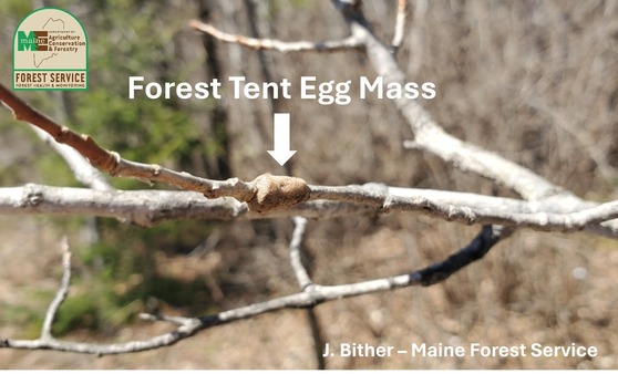Forest tent caterpillar egg mass on an aspen twig
