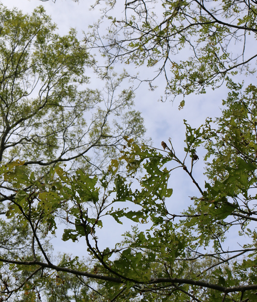 View looking up at the sky through a forest; many of the leaves have holes in them.