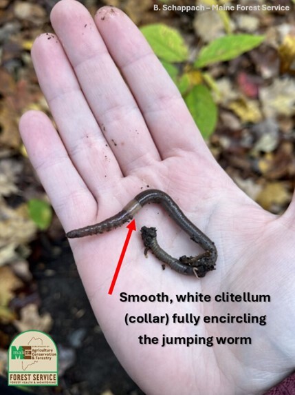 A hand holding a worm