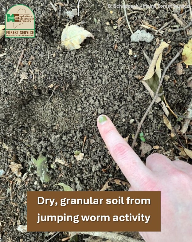 A finger pointing at some grainy soil.