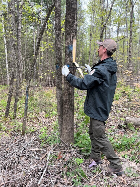 A man using a draw knife to peel bark on a tree
