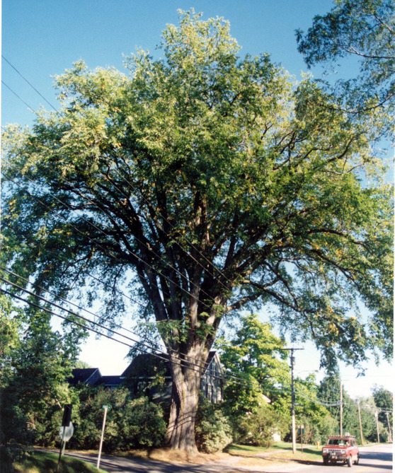 Herbie, an iconic American elm once stood in Yarmouth, Maine.