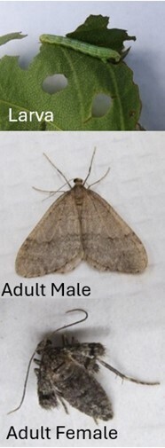 Winter moth image showing larva, adult male, and adult female.