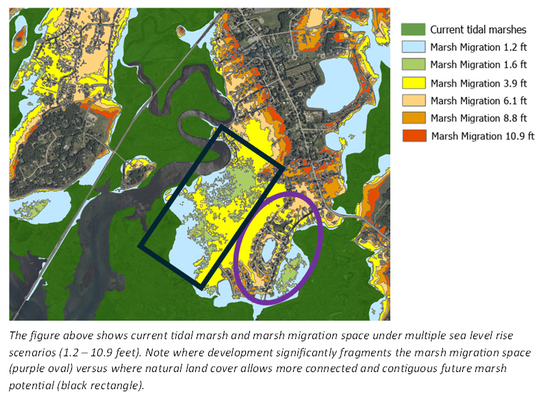 Illustration of tidal marsh migration due to sea level rise courtesy of the Maine Natural Areas Program.