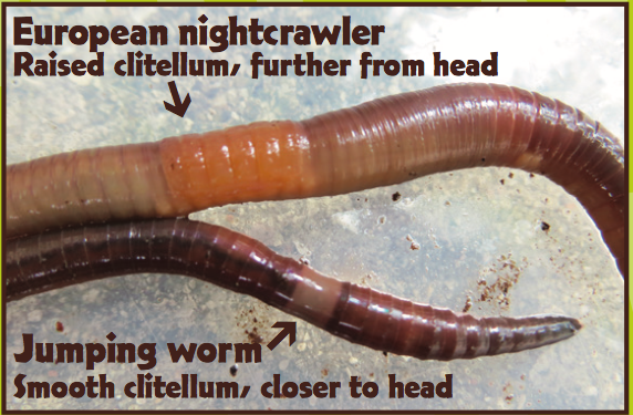 Photo of a Jumping Worm compared to a nightcrawler.