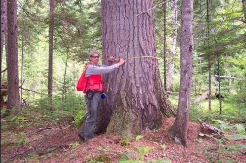 Andy Cutko with an old growth White Pine on Gero Island.