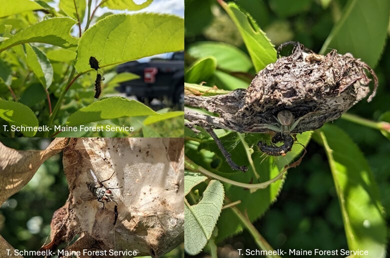 Dead caterpillars on a web; a fly on a dead leaf.