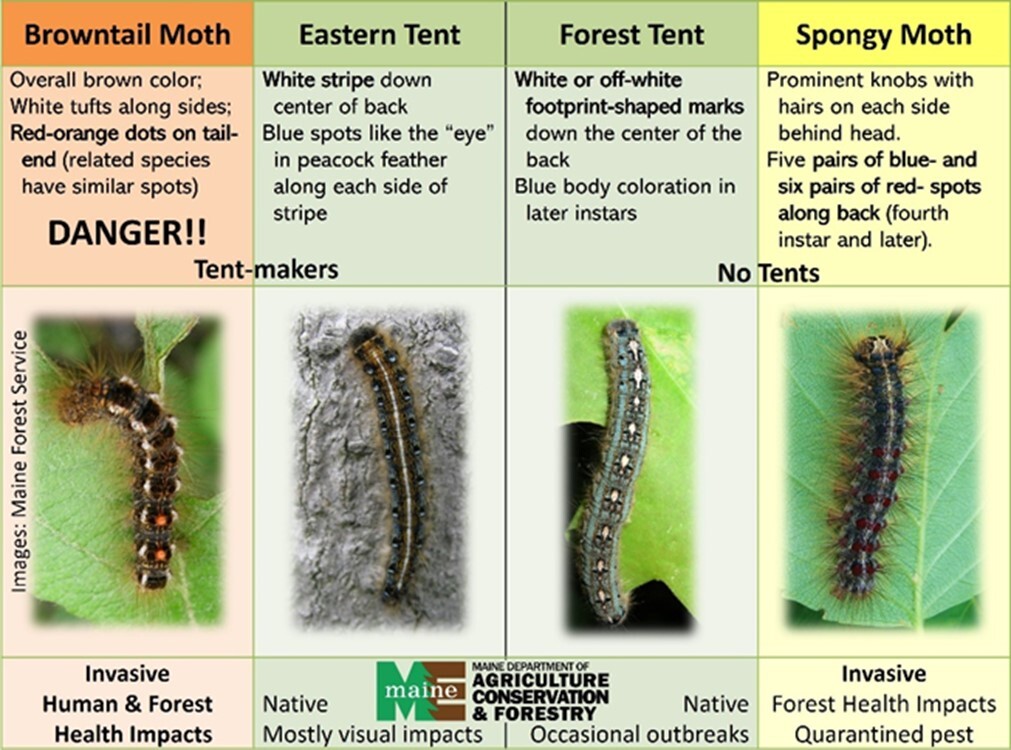 Chart showing differences between different caterpillars
