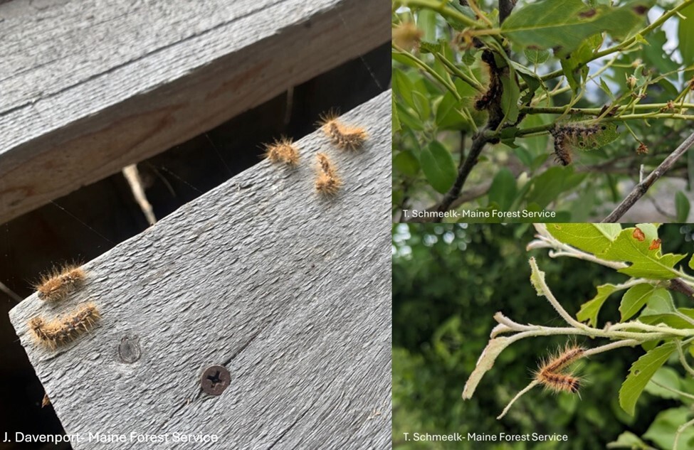 Dead caterpillars on leaves and railing