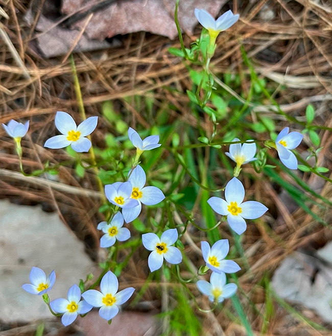 Bluettes. Photo by Jocelyn Hubbell.