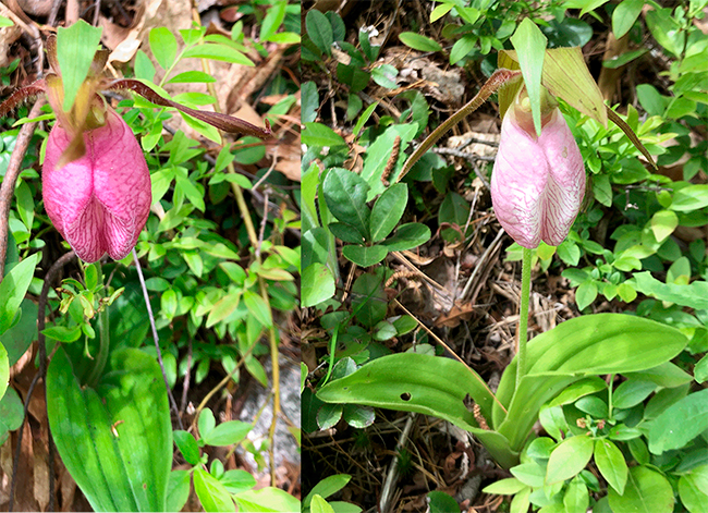 Two Pink Lady's Slippers in bloom. One dark pink. One light pink. Photo by Jocelyn Hubbell.