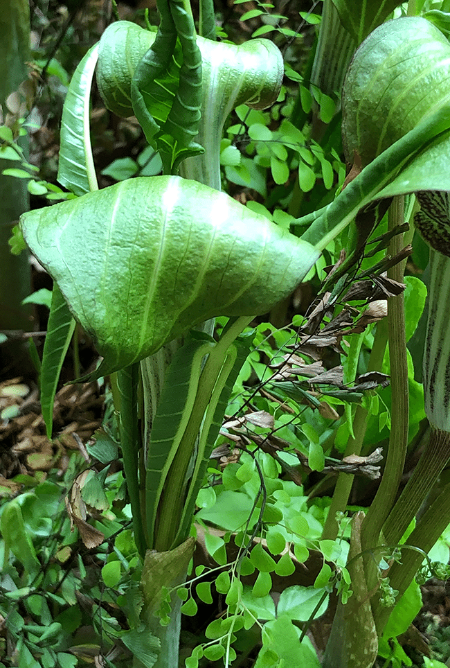 Jack in the Pulpit. Photo by Jocelyn Hubbell.