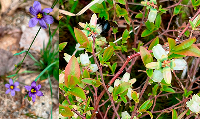 Blue-eyed grass on left and blueberries in bloom on the right. Photos by Jocelyn Hubbell.