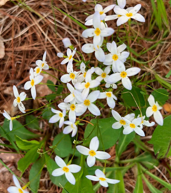 Bluettes that are white with just a touch of blue. Photo by Jocelyn Hubbell.