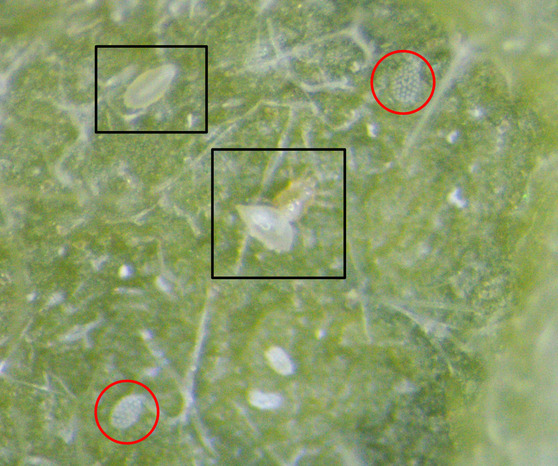 Broad mite eggs, adult males and female nymphs
