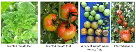 Tomato brown rugose fruit virus symptoms