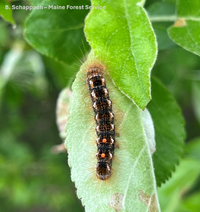btm caterpillar