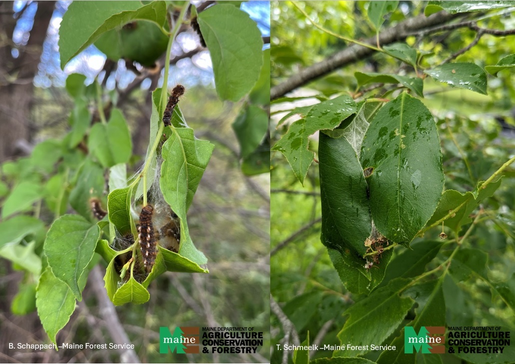 Browntail moth caterpillars constructing a pupal packet on host foliage (left) and a completed packet (right).