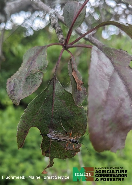 wasp on a leaf 