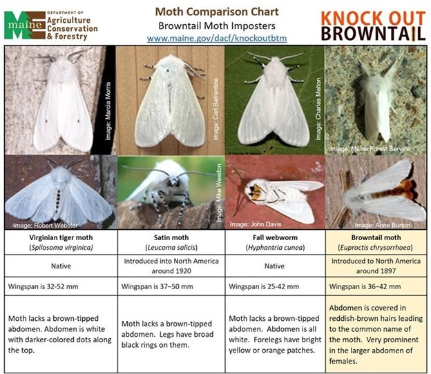 Chart comparing the diagnostic features of three common lookalikes with adult browntail moth.