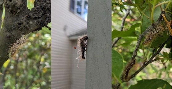 Three photos of dead caterpillars