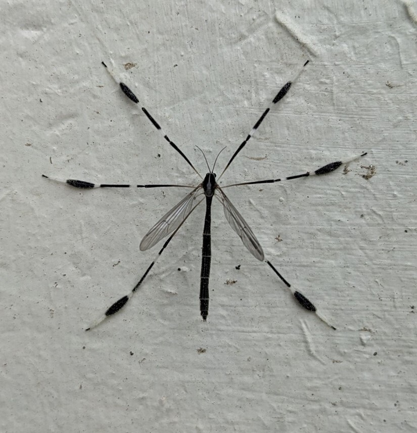 An insect with long black and white legs