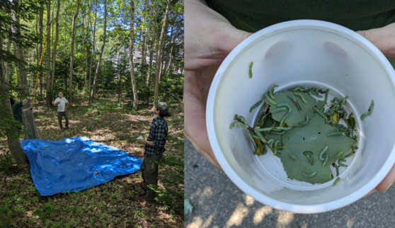 People standing in the woods; a plastic cup containing around 20 larvae
