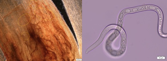 Nematodes as seen in a microscope